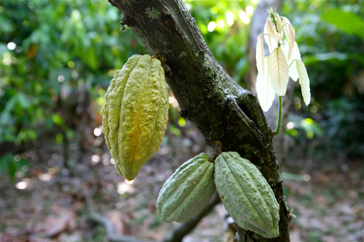 El precio del cacao en el chocolate Bean to Bar (Parte 1)