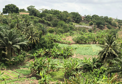 Nuevo origen de chocolate Bean to bar: Ghana ABOCFA 80%
