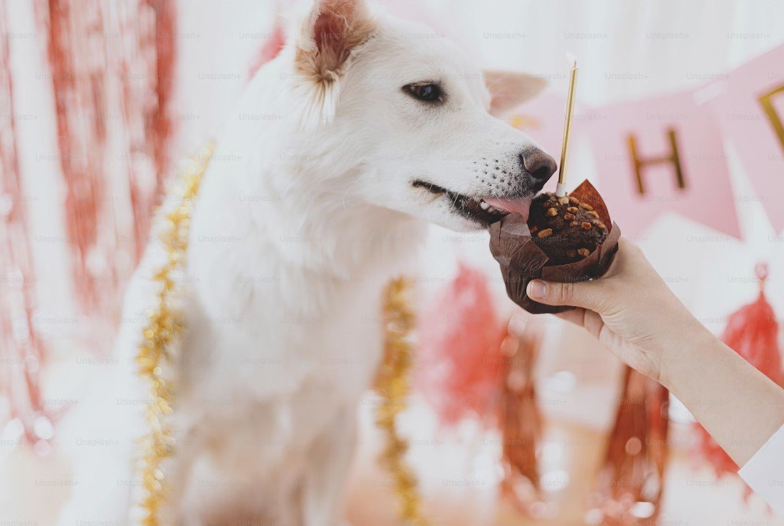 ¿Pueden los perros comer chocolate?